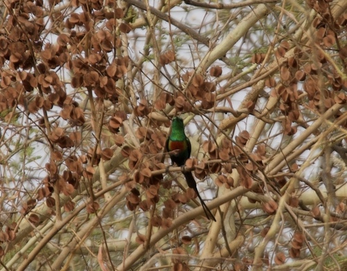 Beautiful Sunbird