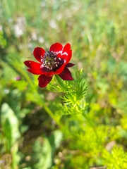 (c) Flavien Saboureau, some rights reserved (CC BY) Adonis annua, photograph (c) Flavien Saboureau, some rights reserved (CC BY)