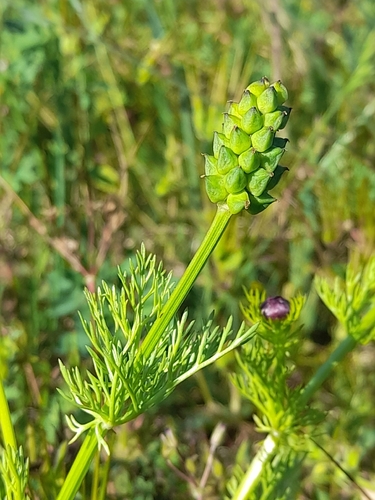 Adonis annua, photograph 5