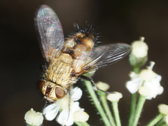 Frontina laeta