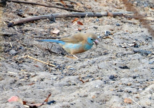 Red-cheeked Cordonbleu