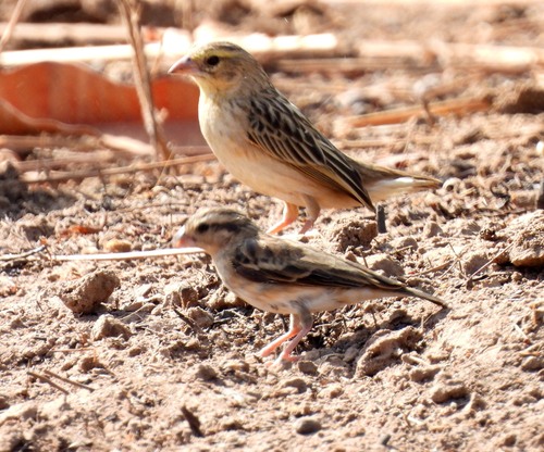 Village Indigobird