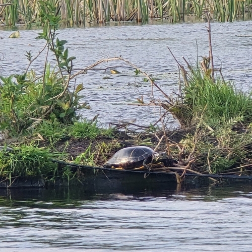 Painted Turtle