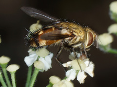 Frontina laeta