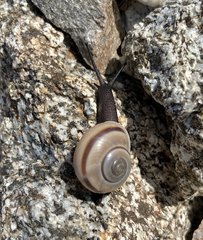 Cahuillus indioensis