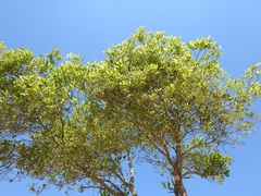 Daphnopsis americana