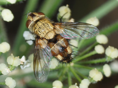 Frontina laeta