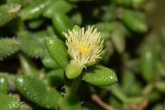 Delosperma echinatum