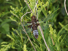 Libellula depressa
