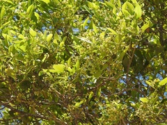 Daphnopsis americana