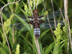 Libellula depressa