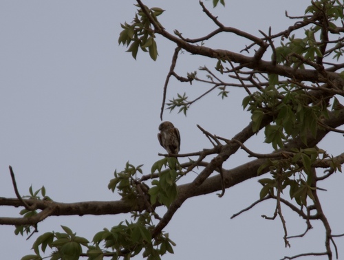 Pearl-spotted Owlet