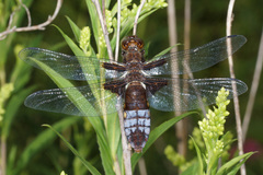 Libellula depressa