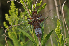 Libellula depressa