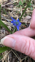 Scilla siberica