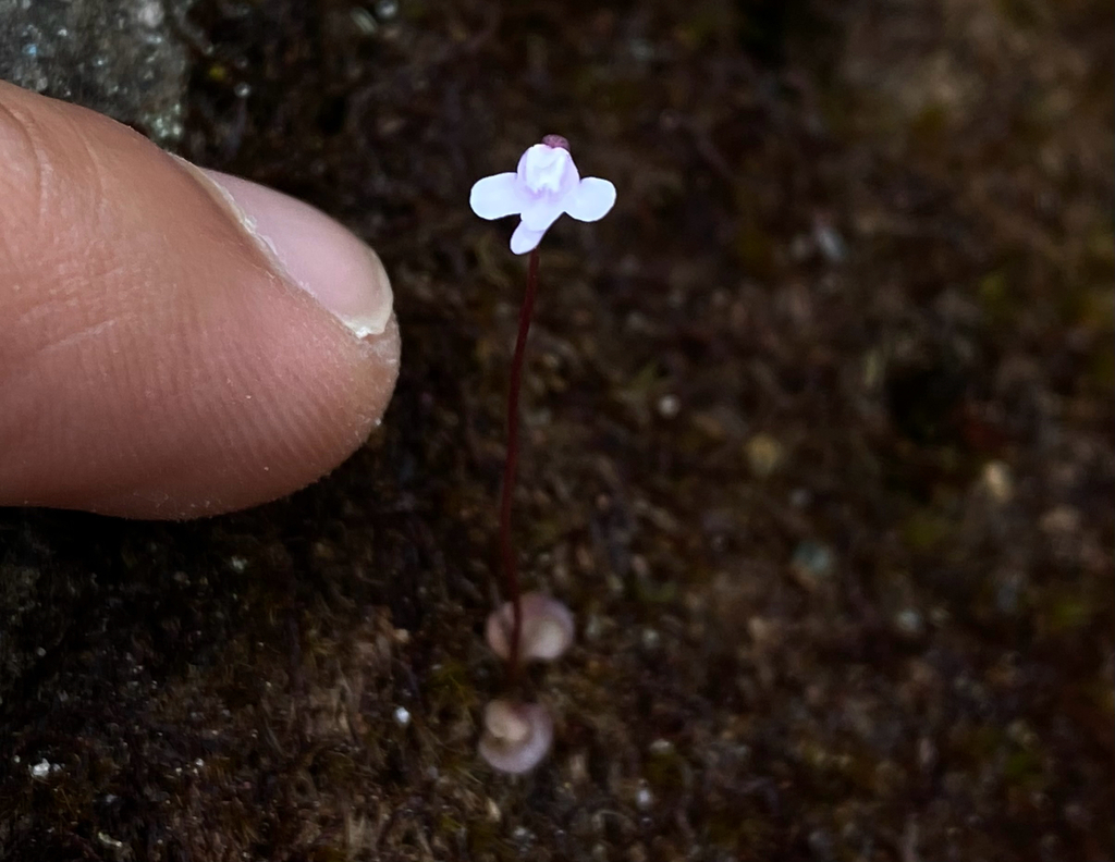Utricularia roraimensis N.E.Br. 2
