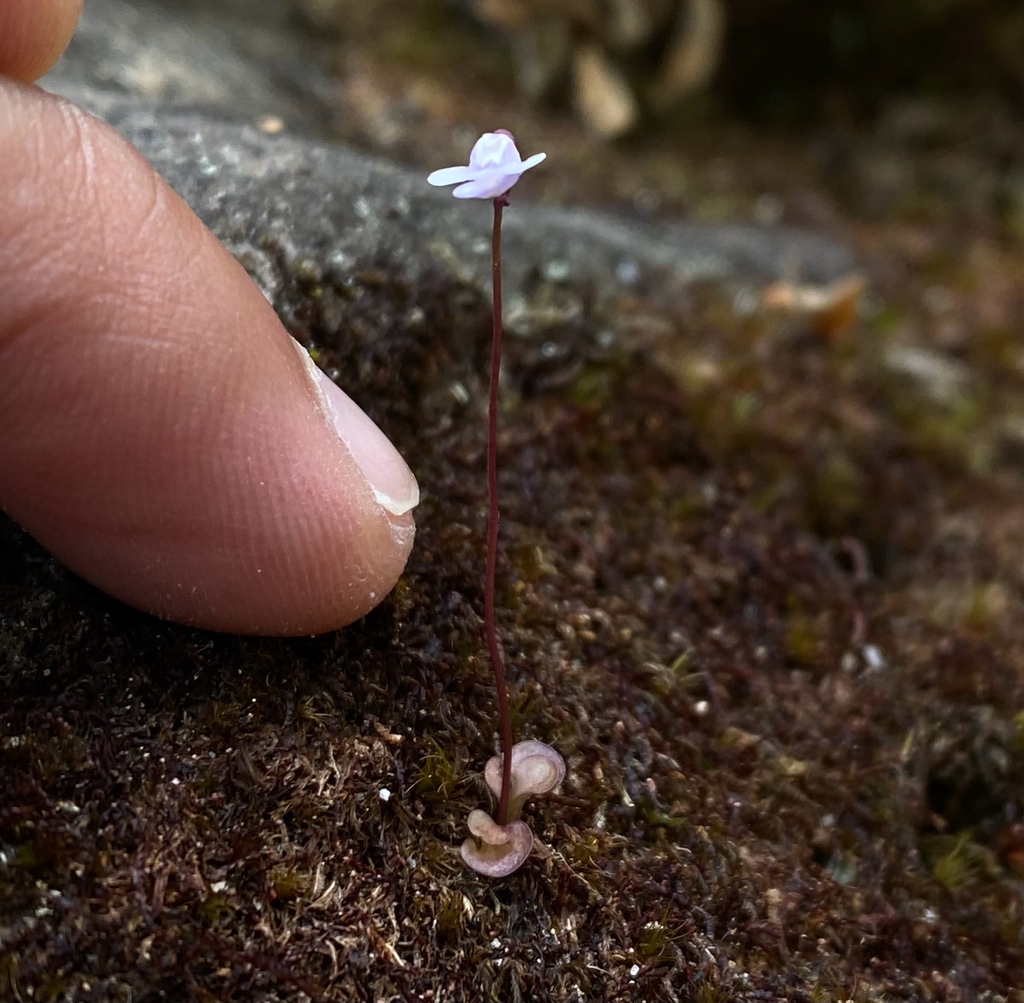 Utricularia roraimensis N.E.Br. 3