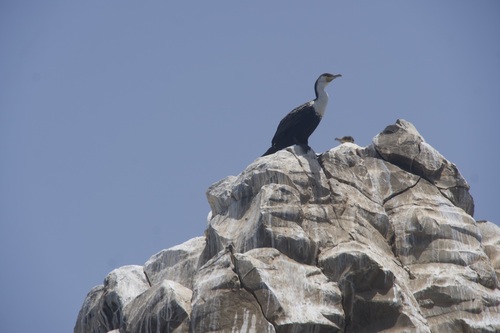 iNaturalist image