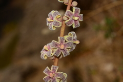 Sterculia guttata