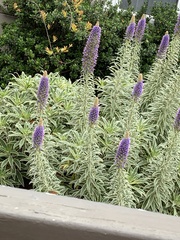 Echium candicans