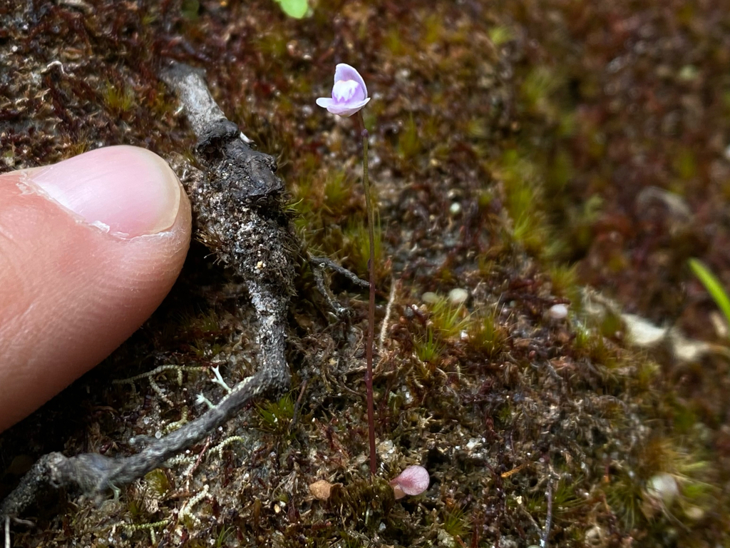 Utricularia roraimensis N.E.Br. 4
