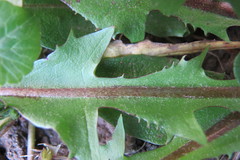 Taraxacum pseudohamatum