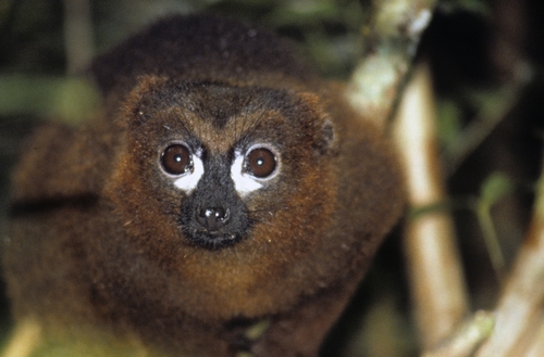 Red-bellied Lemur