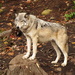Canis lycaon - Photo (c) Nick Tinker,  זכויות יוצרים חלקיות (CC BY-NC), הועלה על ידי Nick Tinker