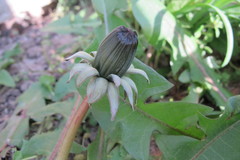 Taraxacum pseudohamatum
