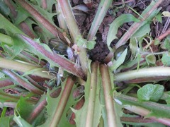 Taraxacum pseudohamatum