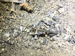 Litaneutria pacifica