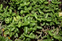 Delosperma echinatum