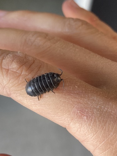 Common Pill Woodlouse