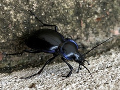 Carabus finitimus