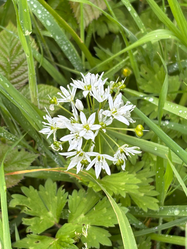 Ramsons