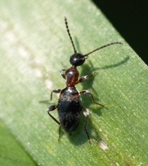 Anthelephila pedestris