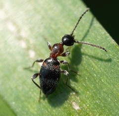 Anthelephila pedestris