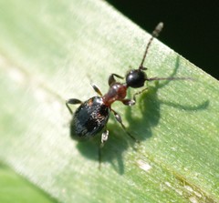 Anthelephila pedestris