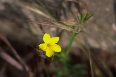 Linum nodiflorum