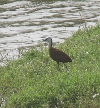African Jacana