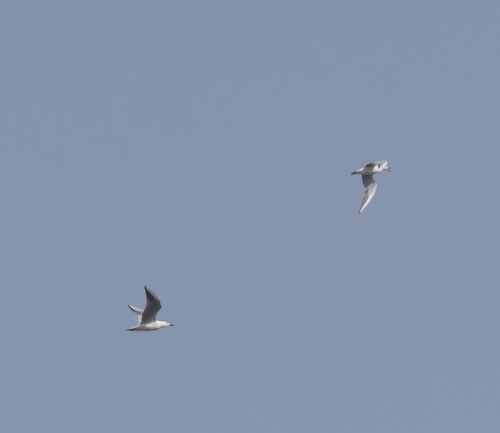 Slender-billed Gull