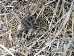 Diadophis punctatus similis