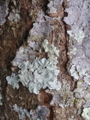 Fungi