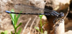 Argia immunda