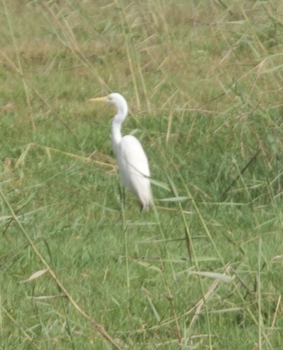 Yellow-billed Egret