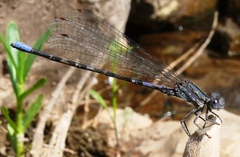 Argia immunda