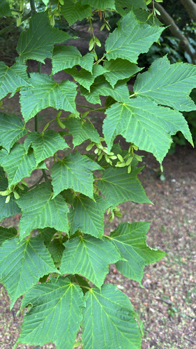 Acer rufinerve, photograph 3