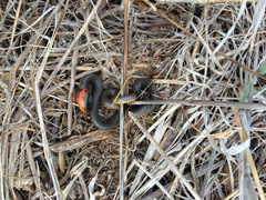 Diadophis punctatus similis