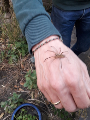 Mediterranean Spiny False Wolf Spider, 3515 BE Utrecht, Nederland, photo 3 of 10