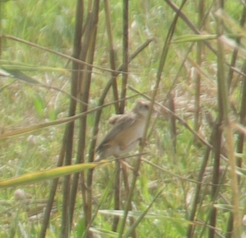 Zitting Cisticola